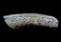 藏品(鹿角)的圖片